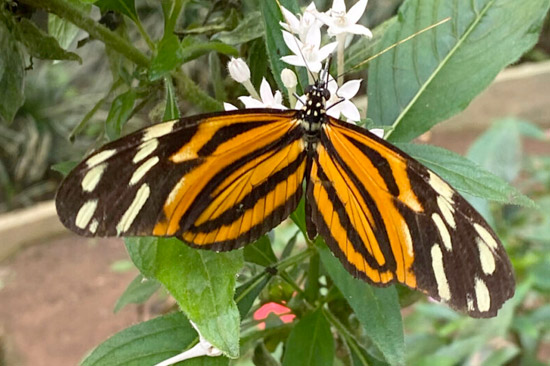 Beautiful butterfly